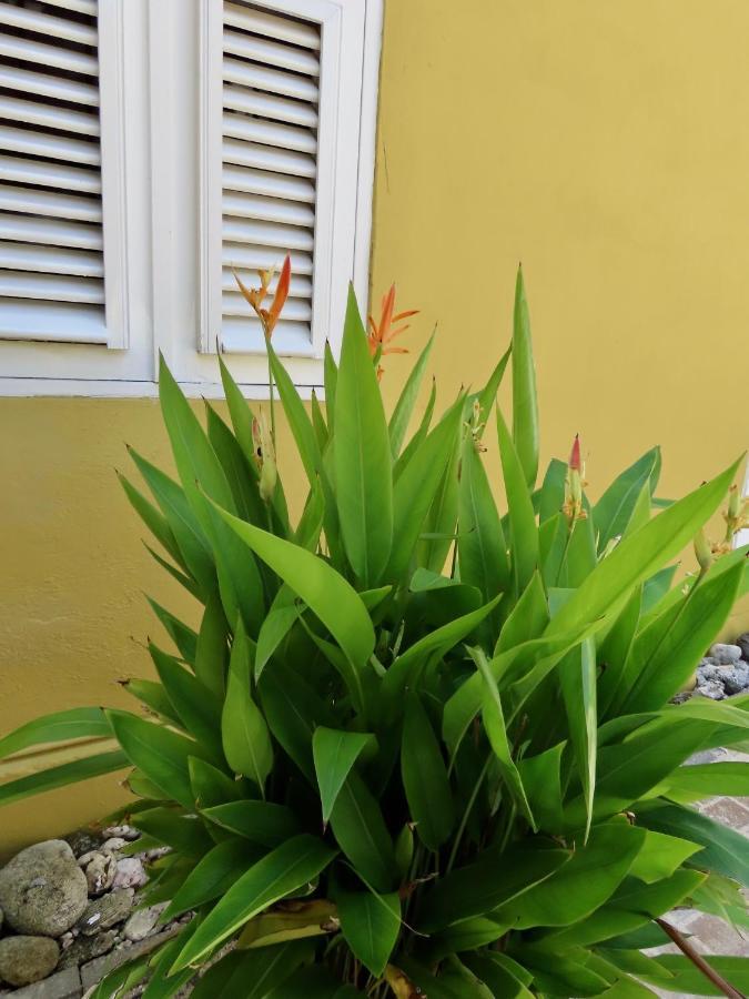 Historic Building The Palm Backyard Studio-Apartment Willemstad, Curacao Feel Home Away From Home Ngoại thất bức ảnh